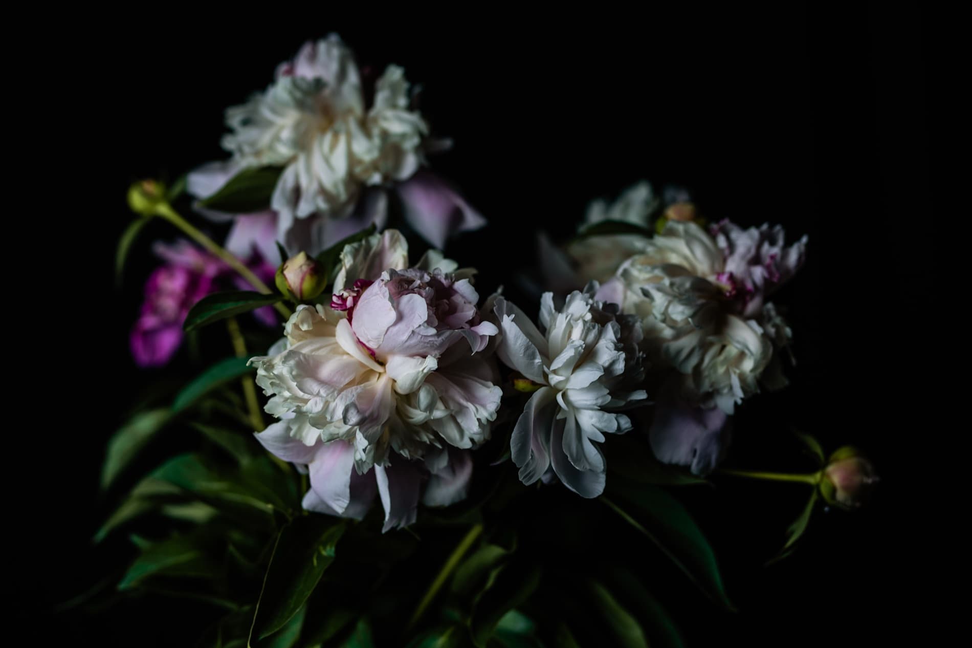 Bodegón floral sobre fondo oscuro