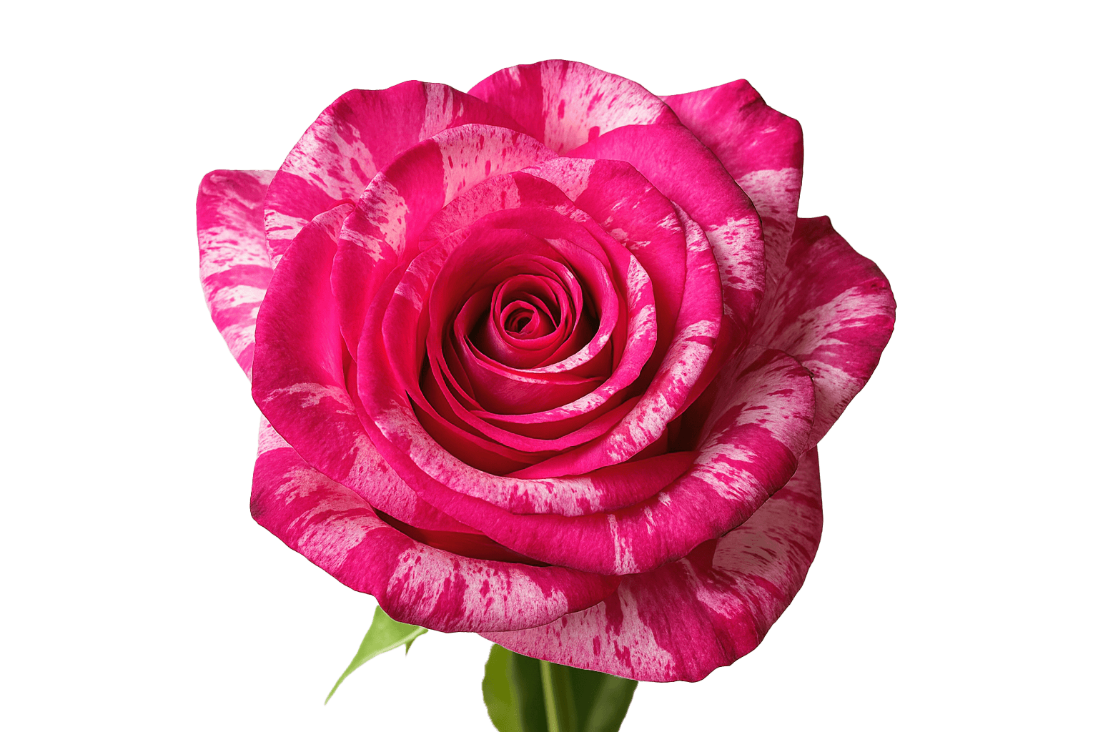 Rosas