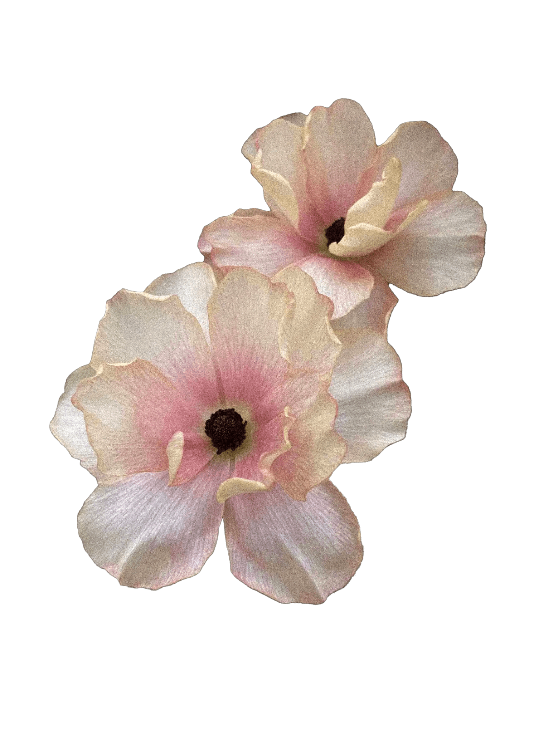 Ranunculus